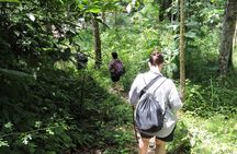 4 Day Jungle Adventure including 2 day trek