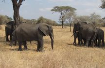 Tarangire National Park: Guided Day Tour from Arusha