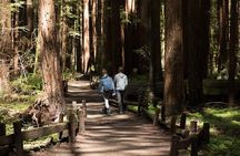 Small Group Redwoods, California Coast & Sausalito Day Trip from San Francisco