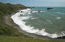 Small Group Redwoods, California Coast & Sausalito Day Trip from San Francisco