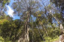 Tree Top Climbing Monteverde