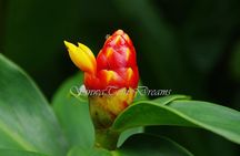 Walk in Santa Elena Cloud Forest Reserve