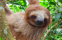 Sloth Discovery & Swim in Rio Celeste