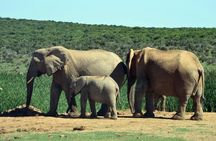3 Day Wildlife Safari Tour - Garden Route Small Group Tour from Cape Town