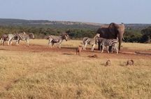 5 Day Cape to Addo Safari - Garden Route Small Group Tour