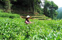 Hangzhou Private Customized Day Trip from Shanghai by Bullet Train