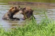 Wildlife and Glaciers with a walk in the Rainforest