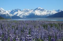 Wildlife and Glaciers with a walk in the Rainforest