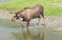All-in-One Anchorage: City Tour, Wildlife, Lunch & Portage Cruise