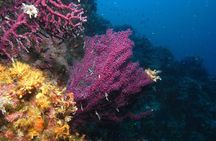 Marsa Alam: Snorkeling at Abu Dabab Beach