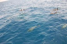 Dolphin House Snorkeling Day Cruise with Lunch from Hurghada