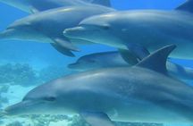 Dolphin House Snorkeling Day Cruise with Lunch from Hurghada