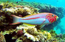 From Hurghada: Sharm El Naga Full-Day Snorkeling Tour