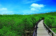 Pranburi Mangrove Swamp and River Cruise