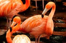 Morning at the Zoo with 1-way Transfer (Free & Easy)