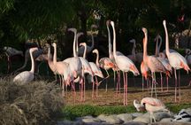 Nature Flora and Fauna Trip from Manama