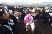 Overnight Semi-Gobi Tour with Nomadic HomeStay