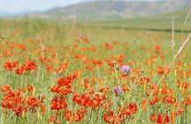 Day Tour of Hustai National Park