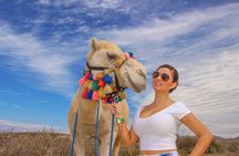 The Original Cabo Camel Ride, Mexican Buffet and Tequila Tasting