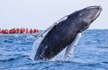 Whale Watching, The Famous Arch and Fast Boat Tour in Los Cabos