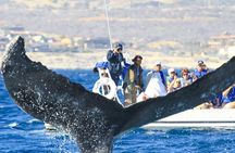 Whale Watching, The Famous Arch and Fast Boat Tour in Los Cabos