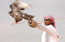 Private Desert Safari with Private Falcon Show with Sunset setup experience