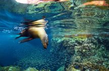 All-Inclusive catamaran Espiritu Santo Island Tour from Los Cabos
