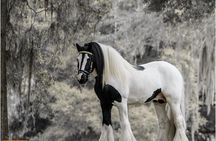 Gypsy Gold Horse Farm Tour 