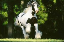 Gypsy Gold Horse Farm Tour 