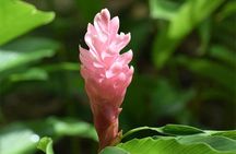 Half-Day Barbados Tour Harrisons Cave Hunte's Garden and Bathsheba 
