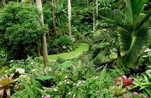 Hunte's Garden and St Nicholas Abbey small group Barbados tour