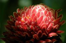Barbados Small-Group Garden & Wildlife Half-Day Tour