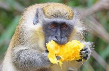 Island Adventure Harrison's Cave Monkey Feeding lunch inclusive 