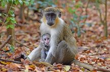 Barbados Small-Group Monkey Feeding Experience 