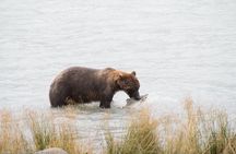 Chilkoot Wilderness and Wildlife Viewing (2.5 hrs in Haines)