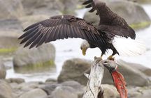 Chilkoot Wilderness and Wildlife Viewing - 6.5 hrs from Skagway