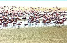 Highlights of Walvis Bay Guided 1/2 Day Tour (shore excursion)