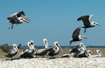 Nature Boat Tour with Certified Naturalist in Charleston