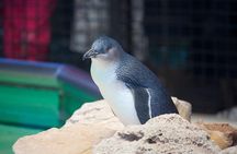 Full-Day Penguin Island & Mandurah Canal Cruise