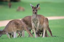 Full-Day Perth, Fremantle, Swan Valley & Wildlife Park