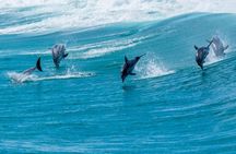 Full-Day Busselton Jetty, Train Ride & Dophin Discovery