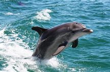 Half-Day Mandurah Canals & Dolphin Watch Tour