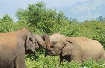 Udawalawe National park with Elephant Transit Home From Colombo