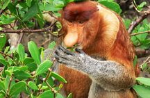 Sarawak Bako National Park Tour : Rainforest Flora & Fauna