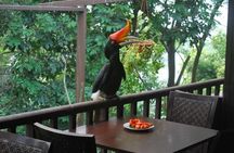 Kuala Lumpur Bird Park Admission Ticket with Private Pickup
