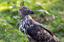 Nature Tour to Udawatte Kele Sanctuary, Kandy from Bentota
