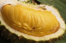 King of Tropical Fruits - Durian Tasting Tour From Kuala Lumpur
