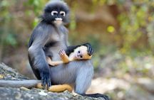 Langkawi Rainforest Jungle Trekking Tour with Private Pickup