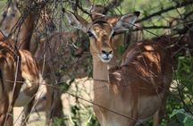 Pilanesberg National Park Full Day Safari From Johannesburg