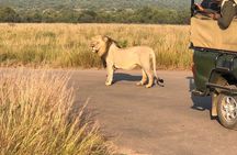Pilanesberg National Park Full Day Safari From Johannesburg